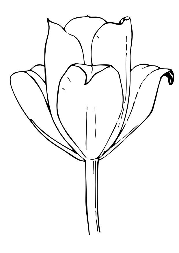 tulpan Målarbild tulpan