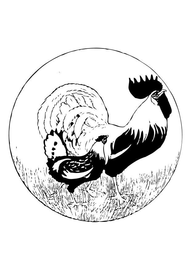 tupp och hA¶na Målarbild tupp och hA¶na