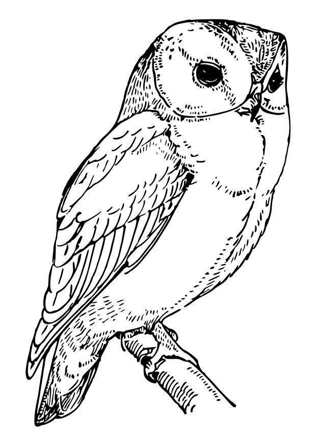uggla Målarbild uggla