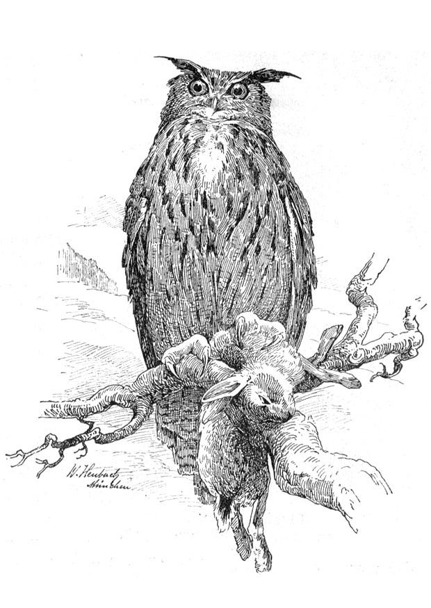 uggla Målarbild uggla