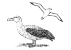 Målarbild albatross