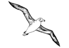 Målarbild albatross