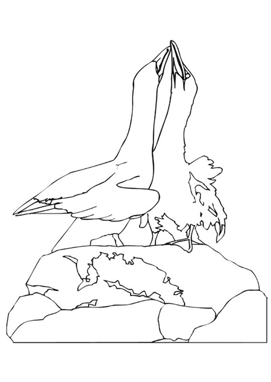 Målarbild albatrosser i parningsdans