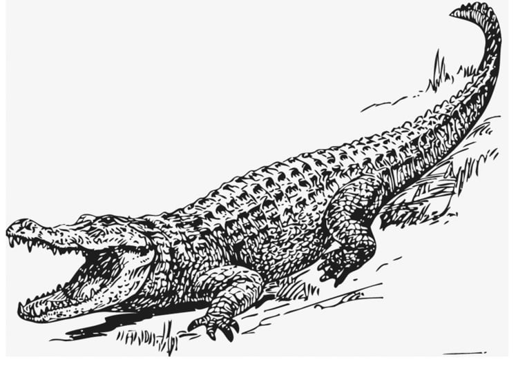 Målarbild alligator