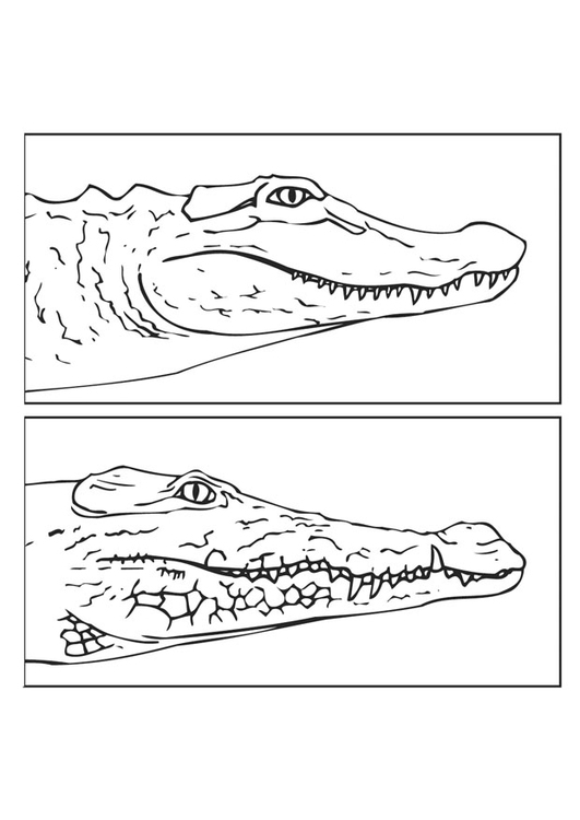 Målarbild alligator och krokodil