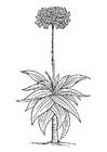malarbild aloe vera