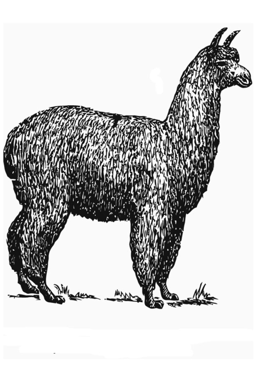 Målarbild alpacka