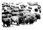 F�rgl�ggningsbilder amerikanska bufflar