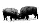 Målarbild amerikanska bufflar