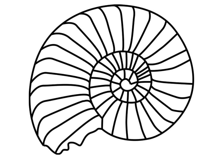 Målarbild ammonit blÃ¶tdjur