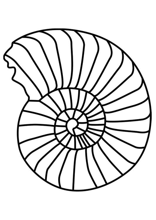 ammonit blÃ¶tdjur