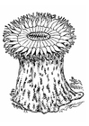 anemon