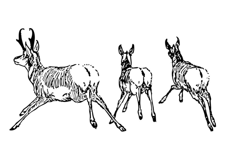 Målarbild antilop