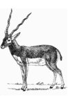 malarbild antilop