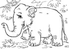 F�rgl�ggningsbilder Asiatisk elefant