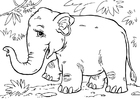 F�rgl�ggningsbilder Asiatisk elefant