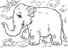 F�rgl�ggningsbilder asiatisk elefant