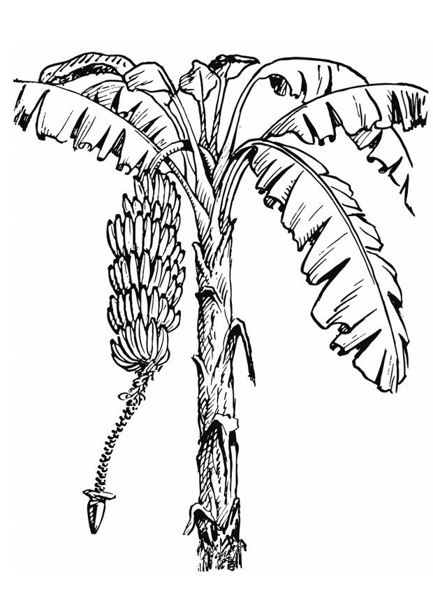Målarbild banaplanta