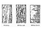malarbild bark