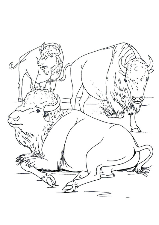 Målarbild bisonoxe