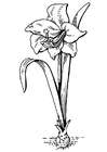 malarbild blomma - amaryllis