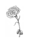 malarbild blomma - nejlika