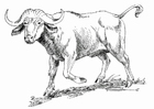 Målarbild buffel