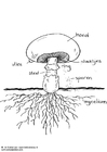 F�rgl�ggningsbilder champignon
