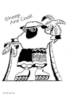 Coolt får