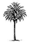 Målarbild dadelpalm