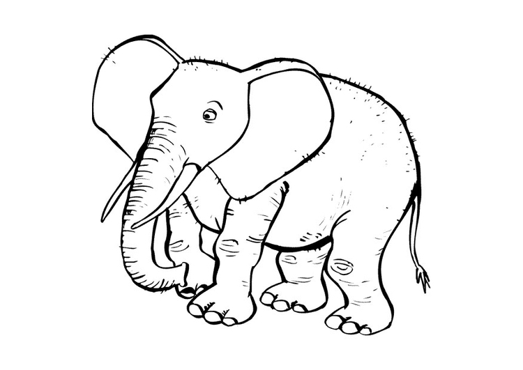 Målarbild elefant