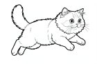 en perserkatt som hoppar