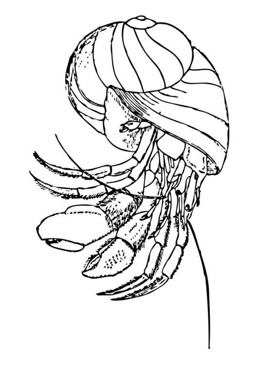 eremitkrÃ¤fta