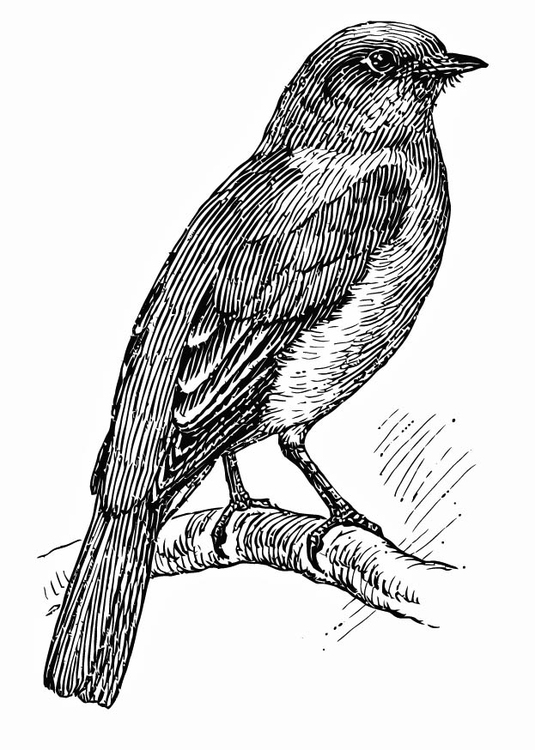Målarbild fÃ¥gel - bluebird