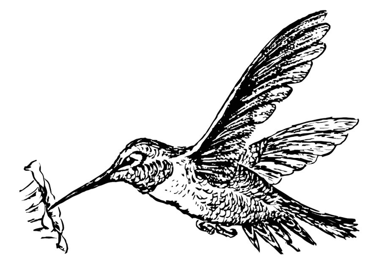 Målarbild fÃ¥gel - kolibri