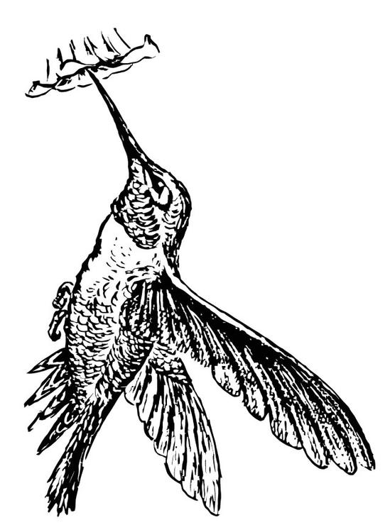 fÃ¥gel - kolibri