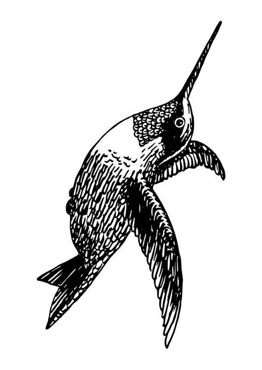  fÃ¥gel - kolibri