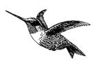 F�rgl�ggningsbilder  fågel - kolibri
