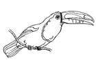 F�rgl�ggningsbilder fågel - tukan