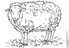 F�rgl�ggningsbilder fåraherde i Kenya