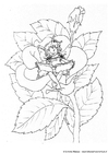 fe
