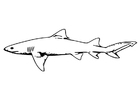 fisk - haj