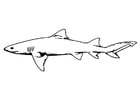 F�rgl�ggningsbilder fisk - haj
