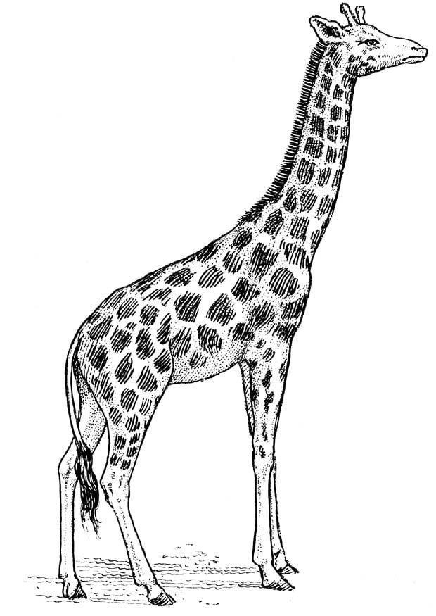 Målarbild giraff