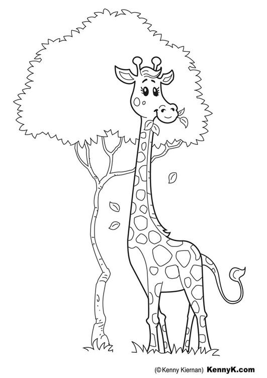 giraff