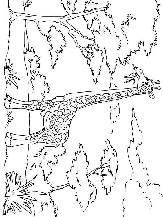 giraff