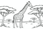 giraffen i savannen