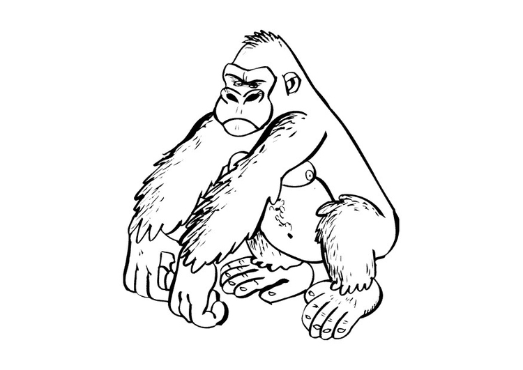 Målarbild gorilla