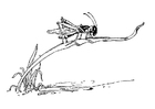 malarbild gräshoppa