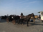 Foto häst och vagn